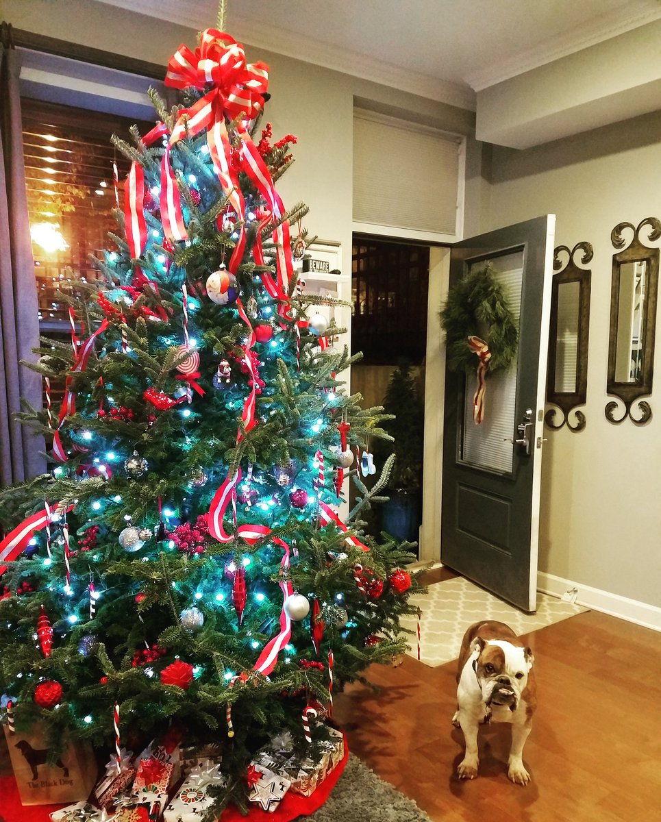 Tessa_Gould's tweet photo. Another D.C tree...and a cute bulldog too! #DCtrees #ChristmasTree #Bulldogs https://t.co/AMnFypRDBo