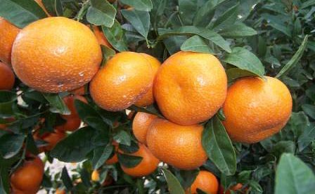 AVA-Asaja y La Unió prevén cuantiosos daños por la lluvia en las #clemenules valenciafruits.com/agrocultivos/g…