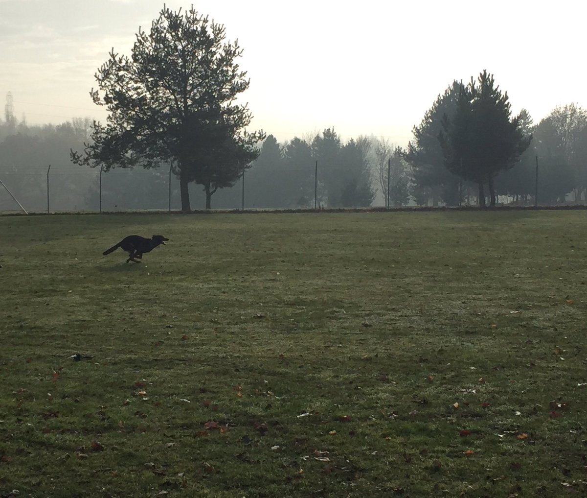 NSPoliceDogs's tweet photo. 1 step closer, 1 more hurdle to go for TPD's Neeko, Harley & Jukie (pic) #GpInitial #68 https://t.co/YeuFxVnIrs
