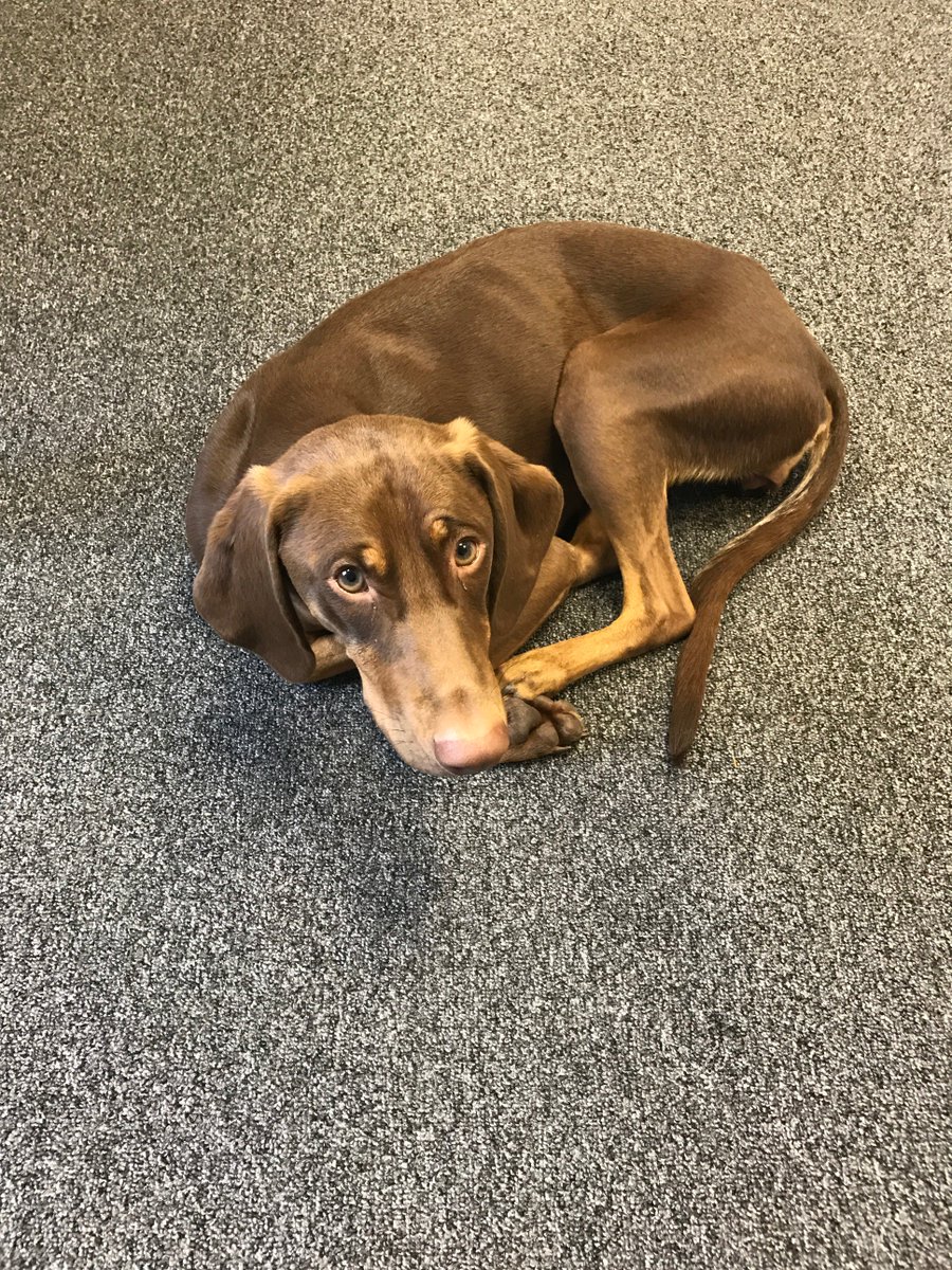 Caring Hands HQ has a visitor today! The boss' gorgeous Nina is spending the day with the team, brightening our Tuesday.