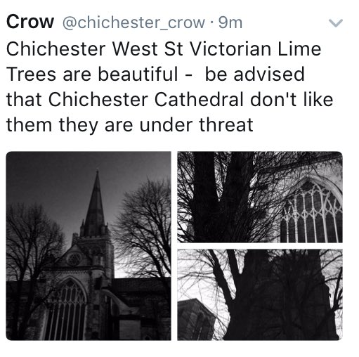 no_a27's tweet photo. #saveChichesterTrees @WinterOakPress @downlanda @stephenjackso16 @GrammarofMatter https://t.co/eMsM3xOzRM