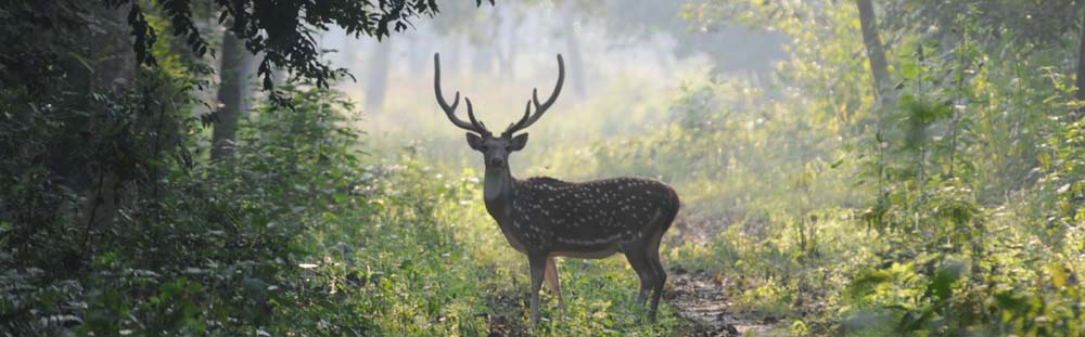 Forest Bihar tweet media