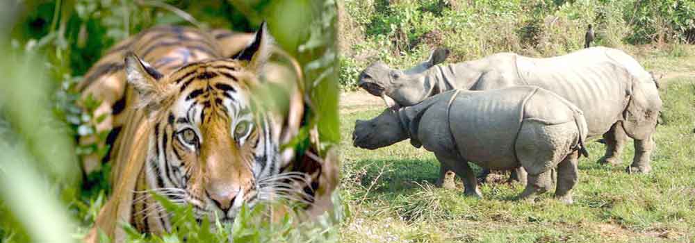 Forest Bihar tweet media