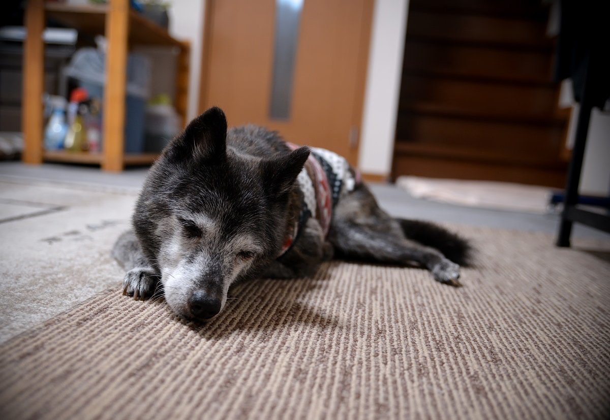 老犬は かわいそう じゃなくて かわいい 秘密結社老犬倶楽部 で老犬の魅力を再発見 Togetter