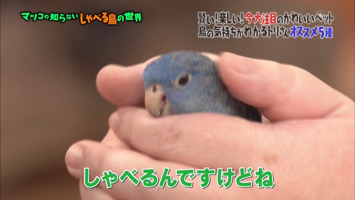 鳥さんのおしゃべりに癒されます マツコの知らないしゃべる鳥の世界 Togetter 鳥さんのおしゃべりに癒されます マツコの知らないしゃべる鳥の世界 Togetter