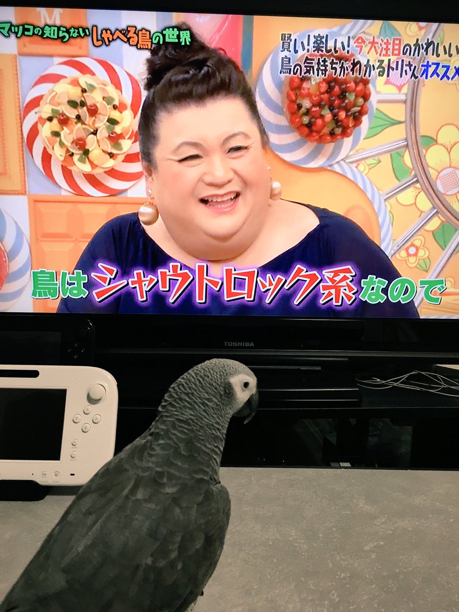 鳥さんのおしゃべりに癒されます マツコの知らないしゃべる鳥の世界 Togetter