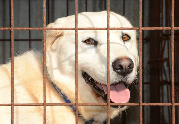 AmyRoseKathryn's tweet photo. Six dogs saved from Korean meat trade hell - could you give one a home? https://t.co/fC8FGwarZn https://t.co/k8DXZitPx2