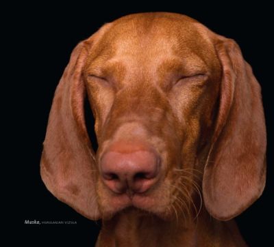AnastaSnelleksz's tweet photo. Lifestyle: These Zen Dogs Will Help You Reach a State of Enlightenme - https://t.co/tMWkSll4Lg #dog https://t.co/Djs37MOkVi