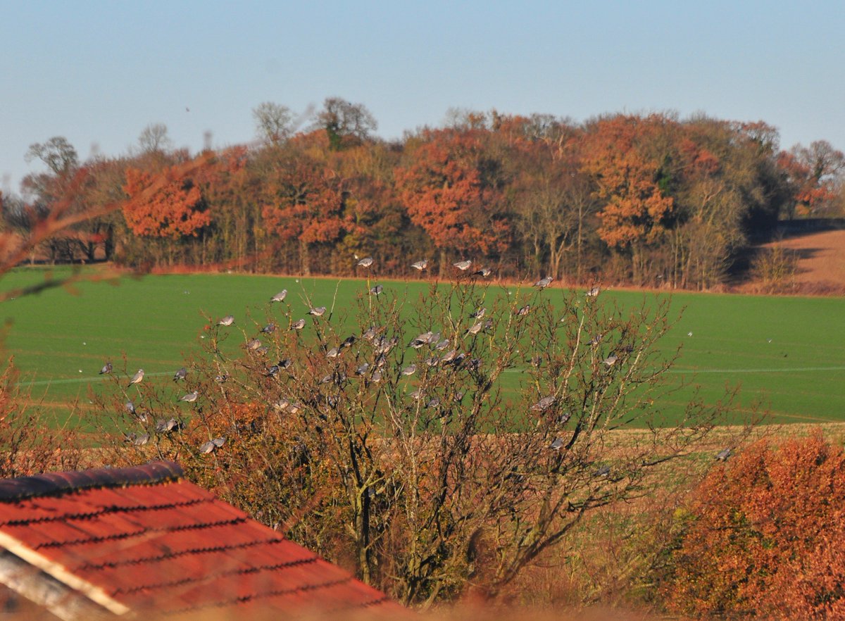 countrymousie's tweet photo. And there they sit, awaiting the next #gasgun moment #oilseedrape #lunch #farming @FarmersWeekly #rainorshine #pigeons #hugeflocks #suffolk https://t.co/pjoPzcpfwf