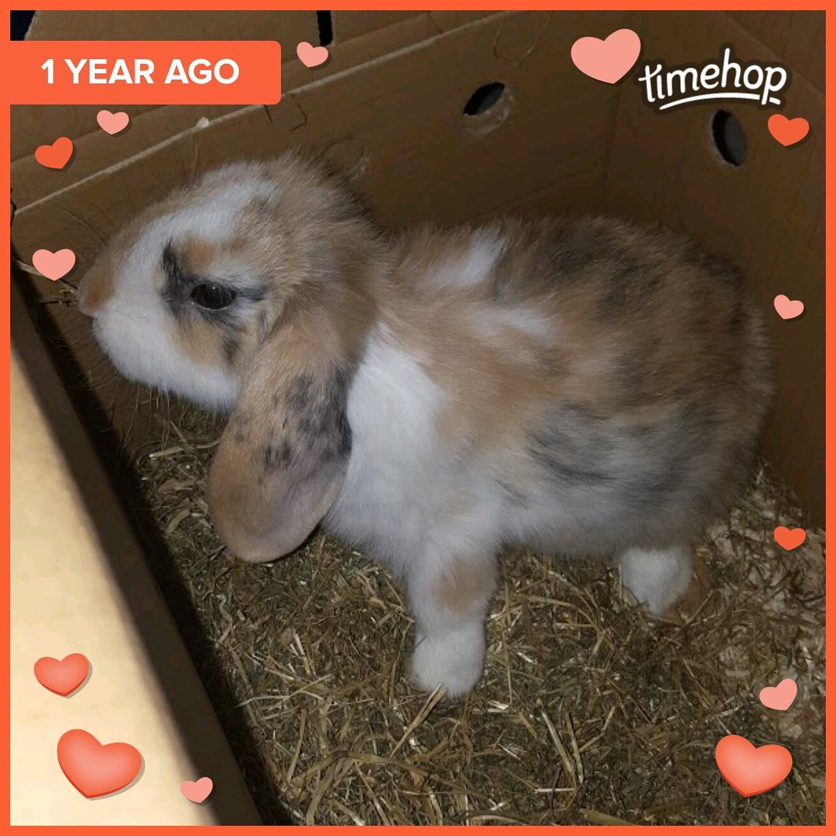 the_fluffle's tweet photo. Aww this time last year Marley was welcomed into the family 🐰❤ https://t.co/o3IW6ddJrk