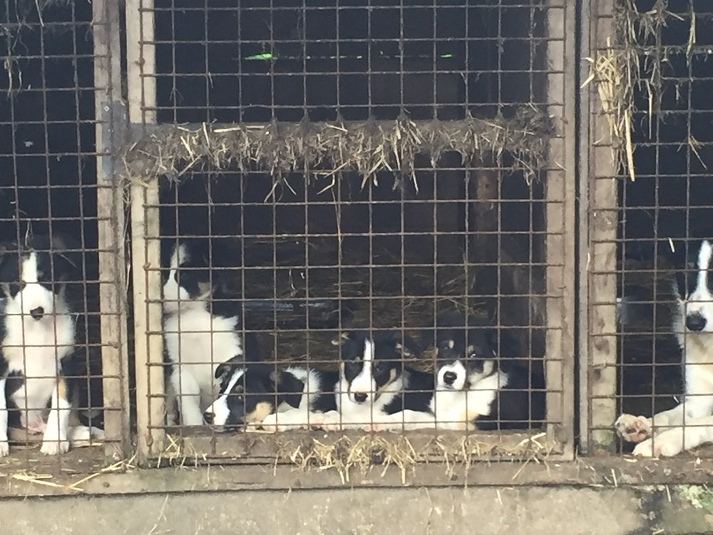 Advice.dog (@topdogtips) on Twitter photo Can you spot a puppy farmer? Pls share & help people avoid this #Christmas - via <a href="/K9Magazine/">K9 Magazine</a> <a href="/Naturewatch_org/">Naturewatch Foundation</a> - bit.ly/2ggkDaG Can you spot a puppy farmer? Pls share & help people avoid this #Christmas - via <a href="/K9Magazine/">K9 Magazine</a> <a href="/Naturewatch_org/">Naturewatch Foundation</a> - bit.ly/2ggkDaG