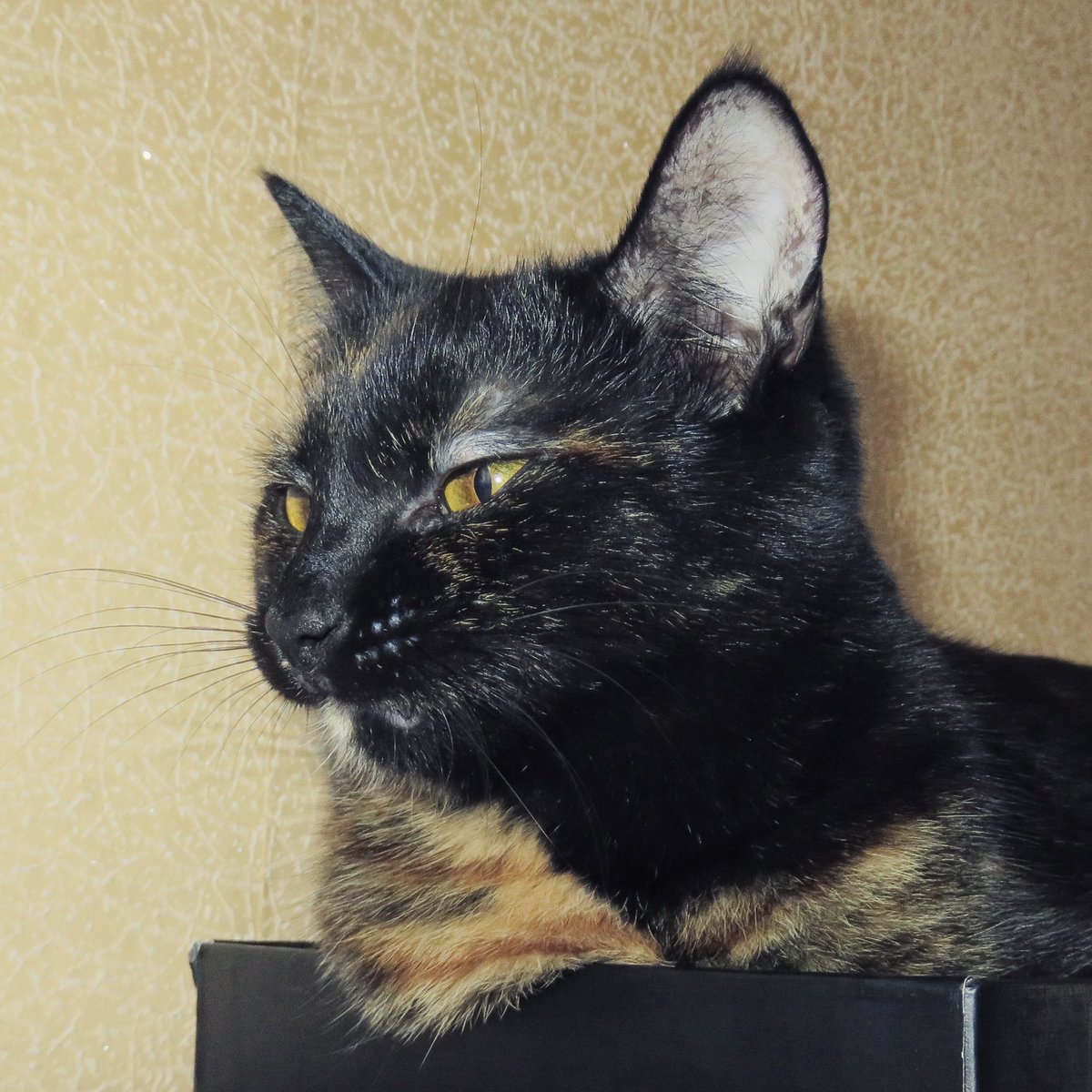sima_thecat's tweet photo. #readmyface #emotions #funnyface #cats #CatsOfTwitter #kittens #kittensoftwitter #catpic #simathecat #кошки #котенок #КошкаСима #кототвит https://t.co/hsyMy0Lbd9