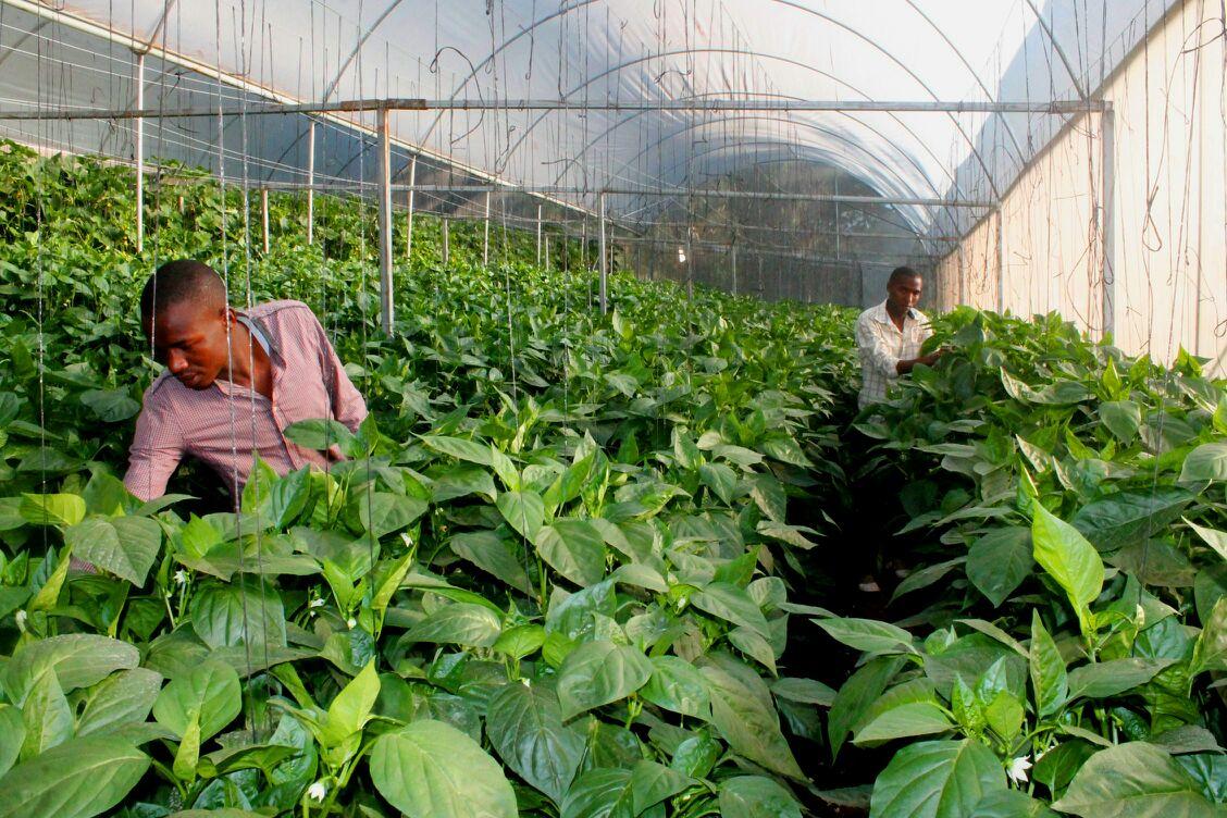 mkundejm's tweet photo. How should partners make #agriculture sexy https://t.co/KK9Rdlztny