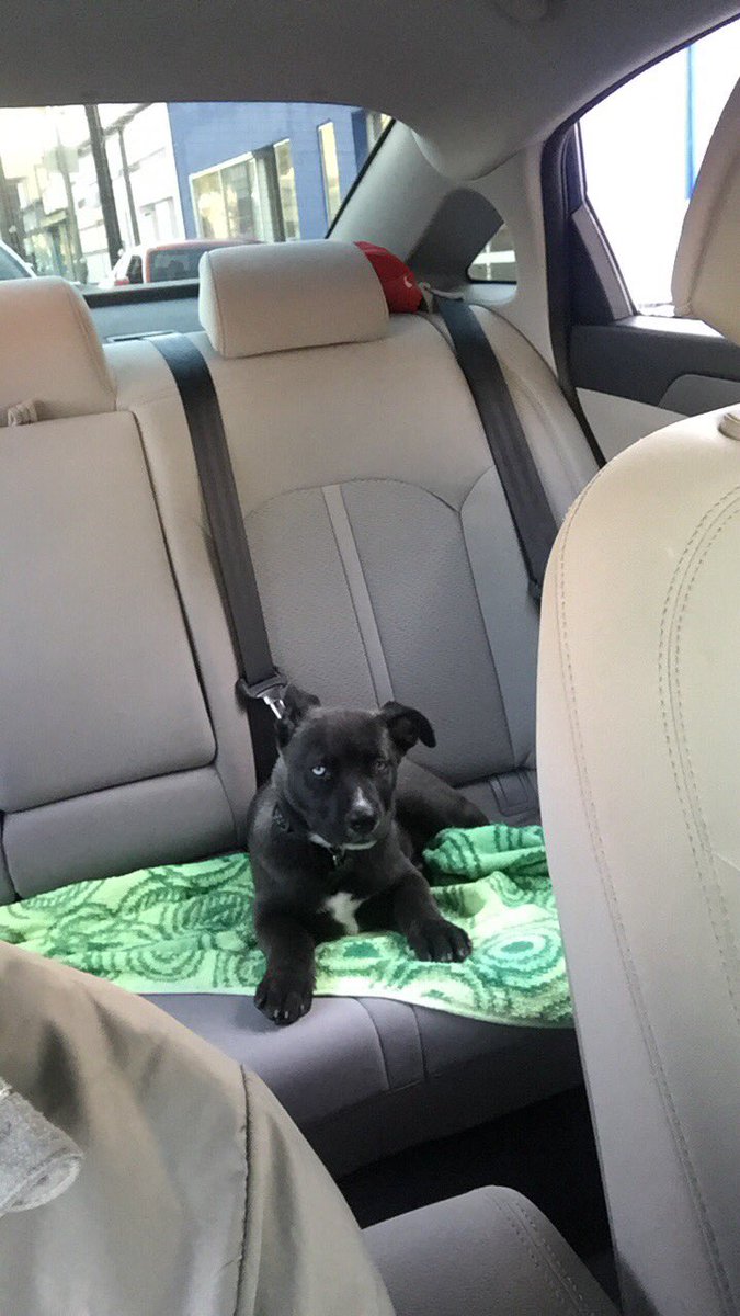 blueyesZeus's tweet photo. I'm too damn cool #LAtraffic #coolpuppy #wannaplay #Petchat https://t.co/mwZ3cNcqvy