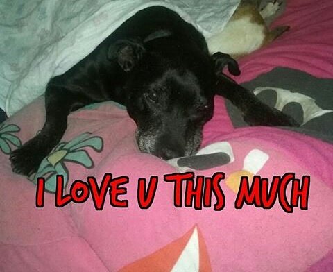 katesfurlove's tweet photo. #justbecause #spreadtherumer #talnts #dontbullymybreed #dapperdog #puppy #bullylife
#dressedupdog #cutedog #dog #cute #love #beautiful https://t.co/DMIbgjqKRq