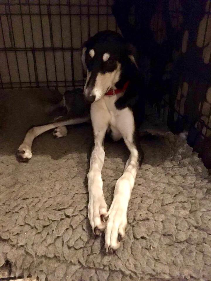 CorynRDR's tweet photo. It's Anna's adoption day today 😊❤️ https://t.co/HHW2LLKT4u
