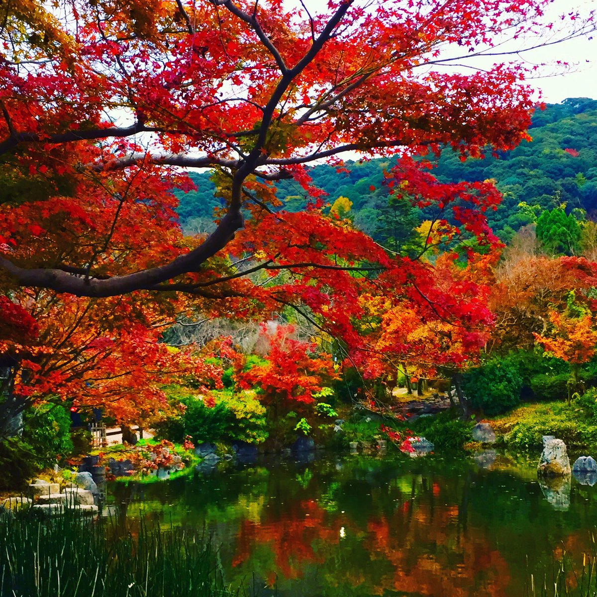 AndyAzis24's tweet photo. I visited Maruyama park in Kyoto city Japan yesterday. It was really beautiful red maples leaf combined with green color of leafs https://t.co/ui7YkpjoZS