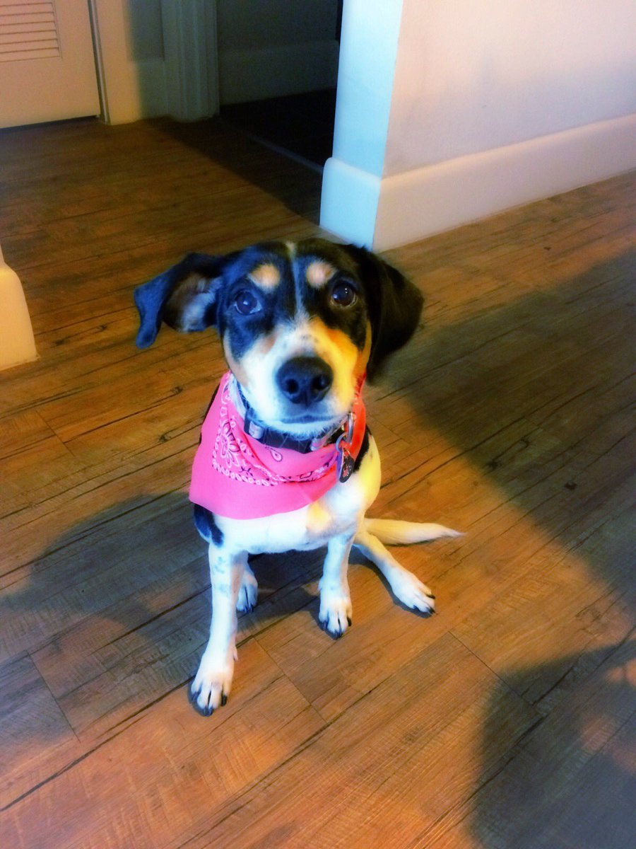 Pam_AlvarezA's tweet photo. @interjet extravío a mi perrita en el aeropuerto hace unas horas vuelo #3988 DF-Houston #encuentrenamika Sr. @MiguelAlemanM ayuda por favor! https://t.co/2OLz3B96FY