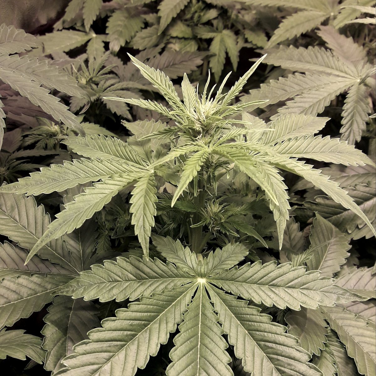 AdrycManellson's tweet photo. Weed Día Verde Mundo #DeadHill de @BuddhaSeeds se abre camino...
#LosMejoresHumos.
Saludos desde mi Ensenada y
Boong de A Vuestra Salud:))) https://t.co/0jAy3tsNlW