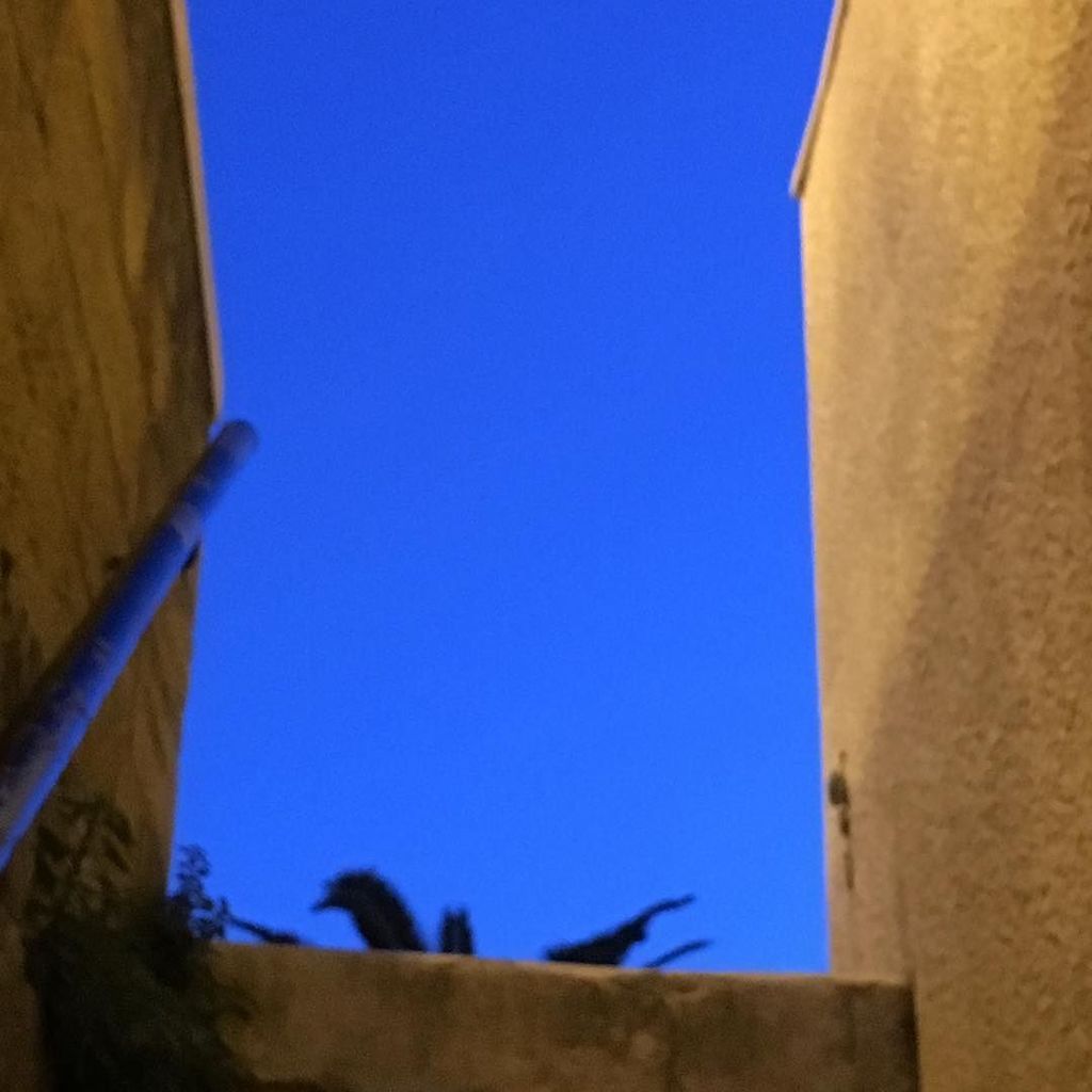 marievafavoino's tweet photo. Il cielo di #Bari eccolo lì, al tramonto, in fondo a una scaletta #instabari #nofilter #in… https://t.co/CuLUfD98kX https://t.co/40PK0jkgUN