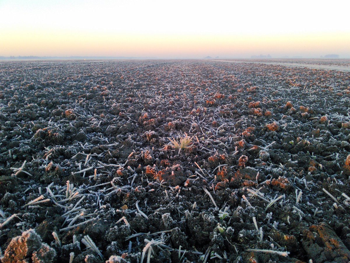 PieterBurg's tweet photo. De #Winterveldbonen komen er mooi door, al zullen ze na vannacht wel even rustig aan doen. @LGseedsNL @pgroresearch #agrifoto #winterbean https://t.co/Erhnjk02QQ