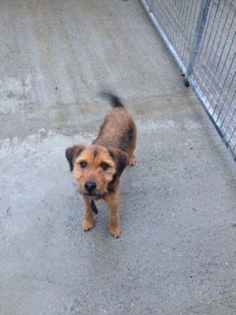 Looking for a foster to keep them together can anyone help us ?!?  #rescue #togetherness #duo #loving please contact ddbwelfare@gmail.com ❤️