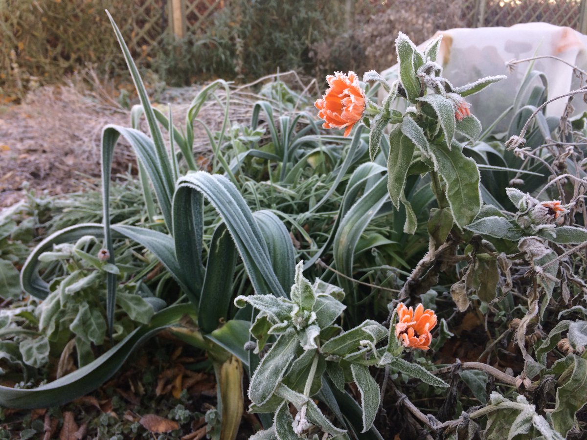 gardenorganicuk's tweet photo. Good morning from a chilly but beautiful Ryton Organic Gardens! #frost #organicgarden #rytongardens #winter https://t.co/uKisFI4Vwg