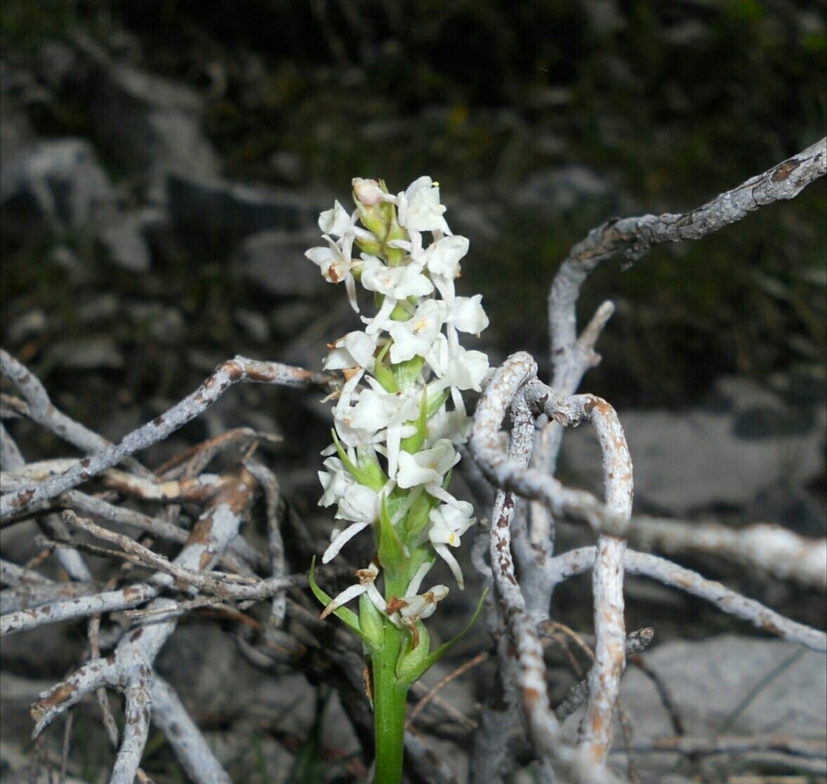SamuelMarent's tweet photo. Prob #Dactylorhiza fuchsii var. alba #albiflora. #White colour is maybe caused by #enzyme defects or recessive inherited #mutations. #botany https://t.co/YaVlWxkHVZ