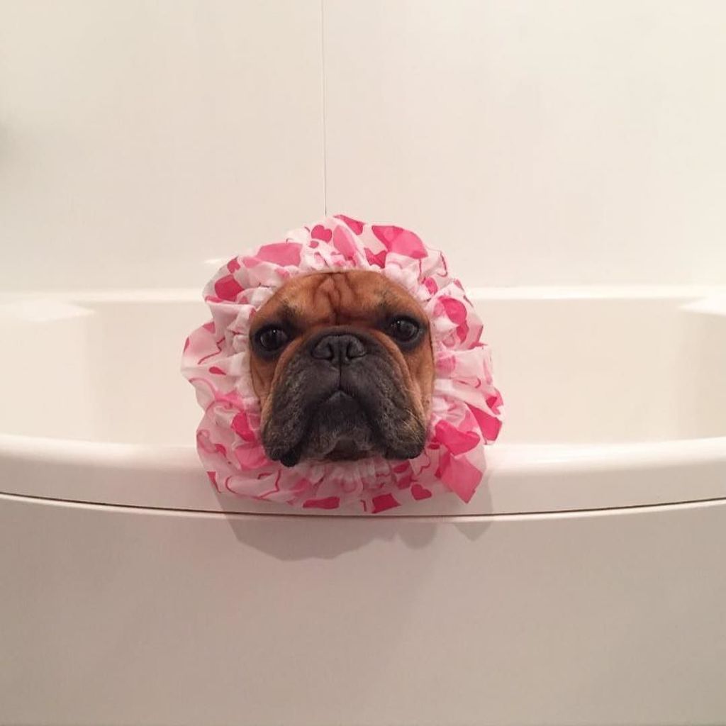 CaptainAndHound's tweet photo. @trs0609 🐶😂 #frenchbulldog #frenchiesofinstagram https://t.co/MVhWblqAE1 https://t.co/5Hp6tMhfb4