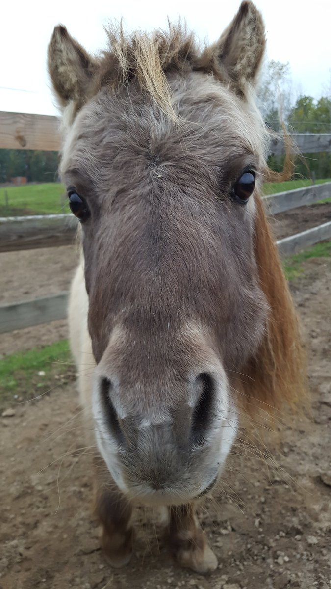 Tomorrow is #GivingTuesday...

Horse Aroynd a Give here. crowdrise.com/family-outdoor…
