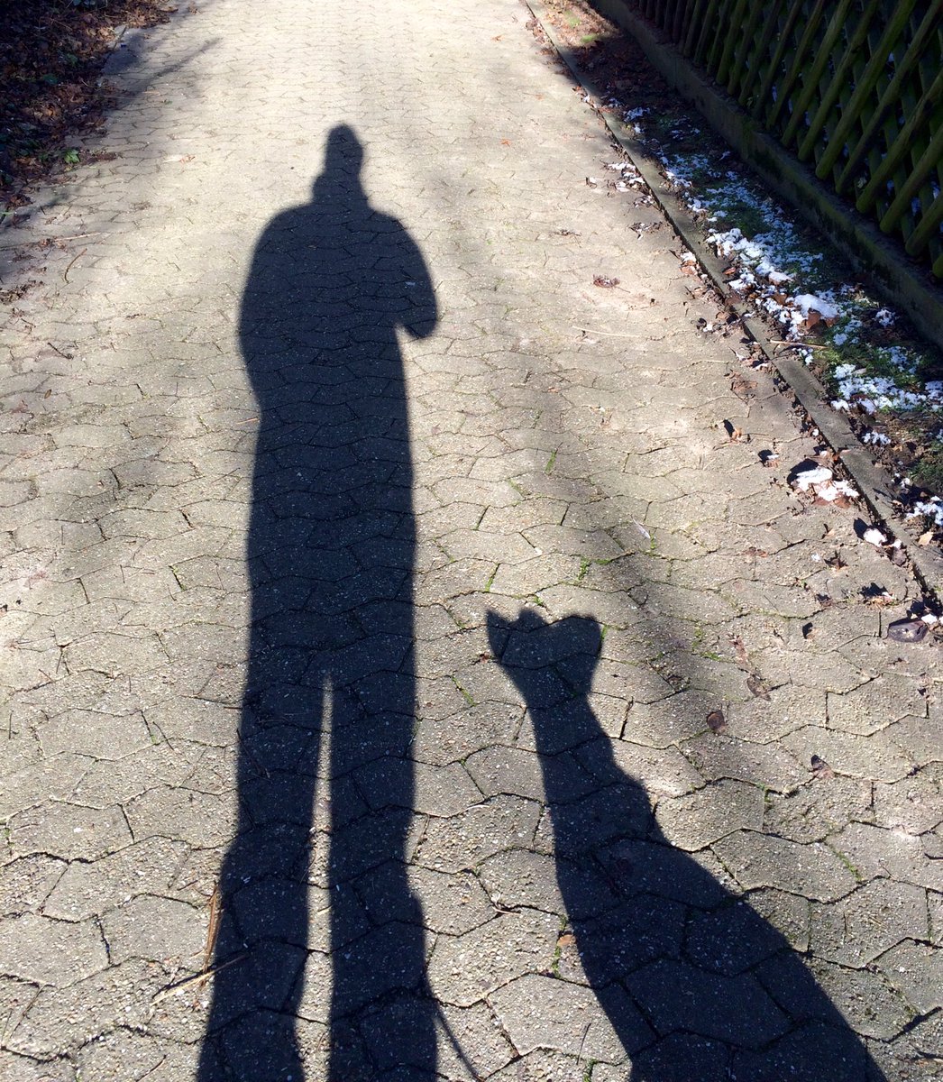 PaveltheDog's tweet photo. Chilly morning stroll #rathersleep #dogsoftwitter @PaveltheDog @WeltderHunde @DogsofInstagram @dogs https://t.co/XNZ8MjQe69