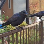 カラスって可愛いwついにカラスにおすそ分け？されるw