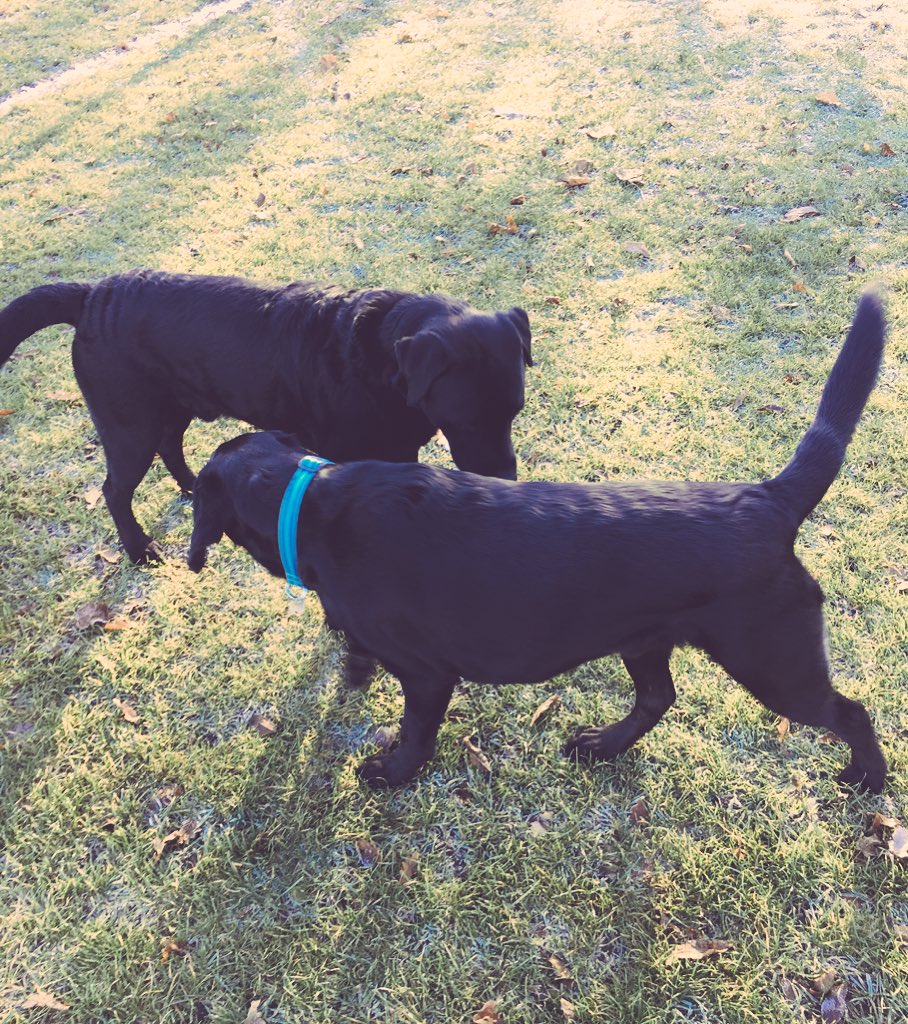 LeicesterUnion's tweet photo. Guess who? ๐ถ #unionpup https://t.co/omZaajfJFg