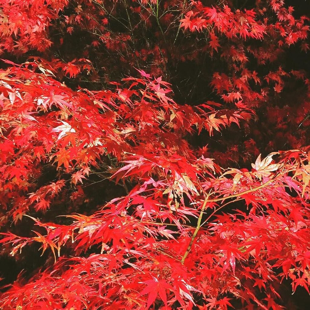 あきのりぴー みんな行ってる東山の紅葉 あいにくの雨だったけどキレイだった 東山動物園 東山動植物園 紅葉 真っ赤 あいにくの雨 雨 キレイ 綺麗 名 T Co Bviljvkndv あきのりぴー みんな行ってる東山の紅葉 あいにくの雨だったけどキレイだった 東山動物園 東山動植物園 紅葉 真っ赤 あいにくの雨 雨 キレイ 綺麗 名 T Co Bviljvkndv