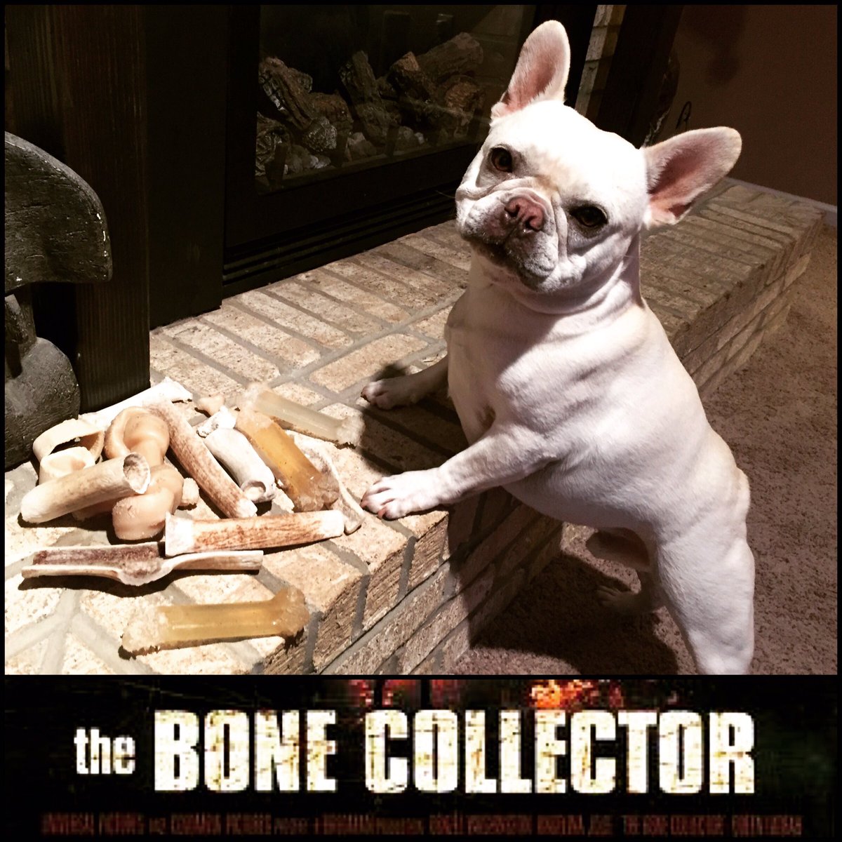 KermitTheeDog's tweet photo. Guys, I'm starring in a remake of da bone collector!!! Eat yer heart out Denzel! https://t.co/ZSu2n5Kqx9