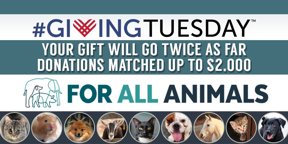 for_all_animals's tweet photo. Your tax-deductible donation will go twice as far today - as all gifts will be matched up to $2,000. Donate at https://t.co/6i6gWnykHC https://t.co/2vbMPScrBQ