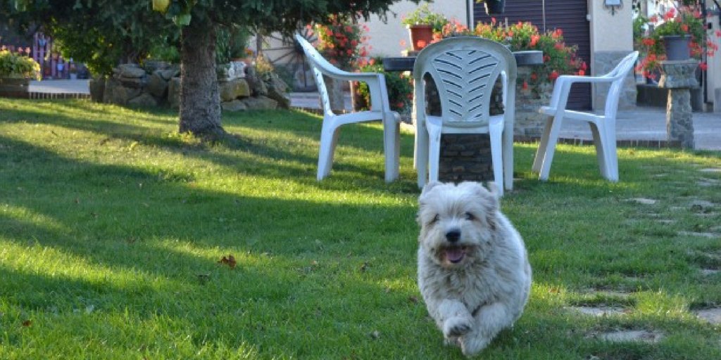 #Toprural pensa anche ai tuoi amici #animali! Non lasciarli soli, portali in vacanza con te --> goo.gl/Em6OYJ