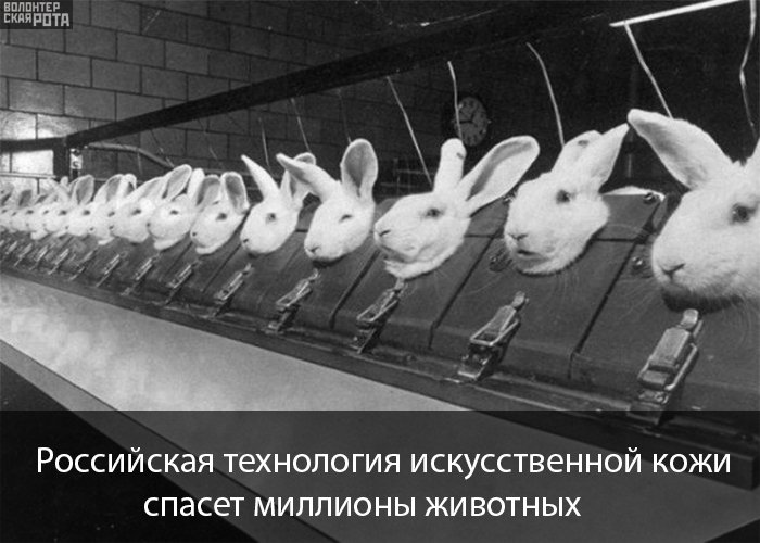 Российская технология искусственной кожи спасет миллионы животных 
vk.com/wall-115330255…