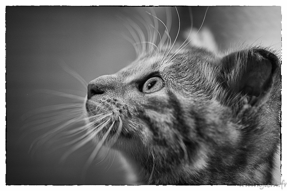 giem07's tweet image. joli petit minois #toyger