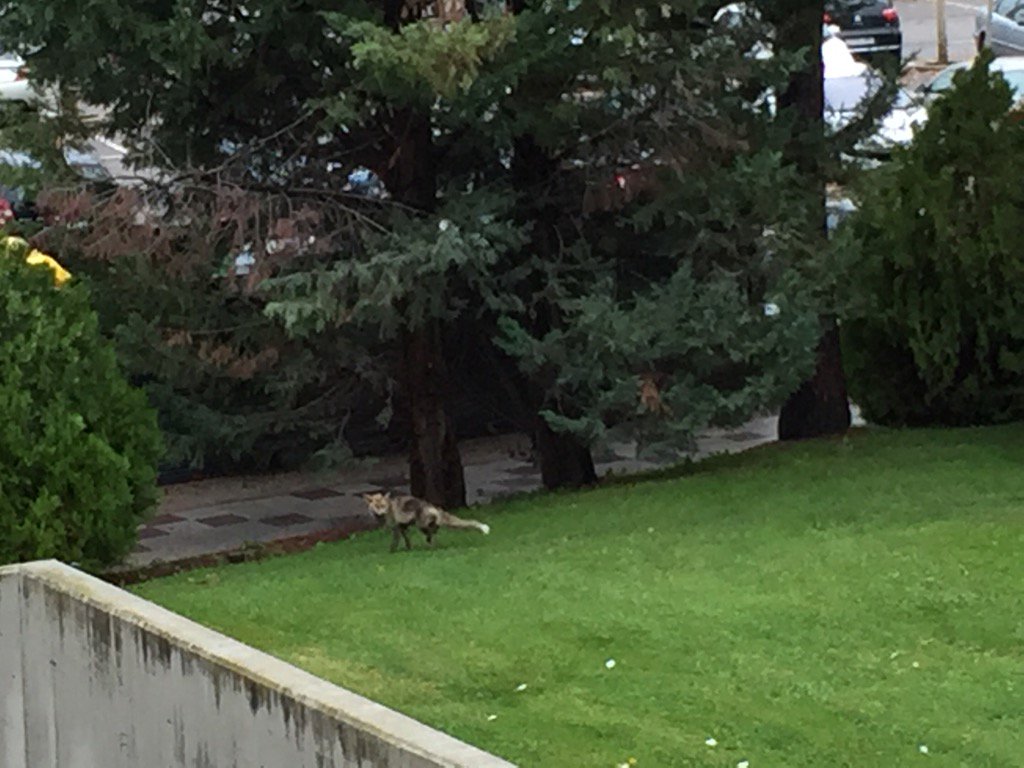 MaximLenoir's tweet photo. Random fox passing by to say hello! 😅👌 https://t.co/zQABLvfkwP