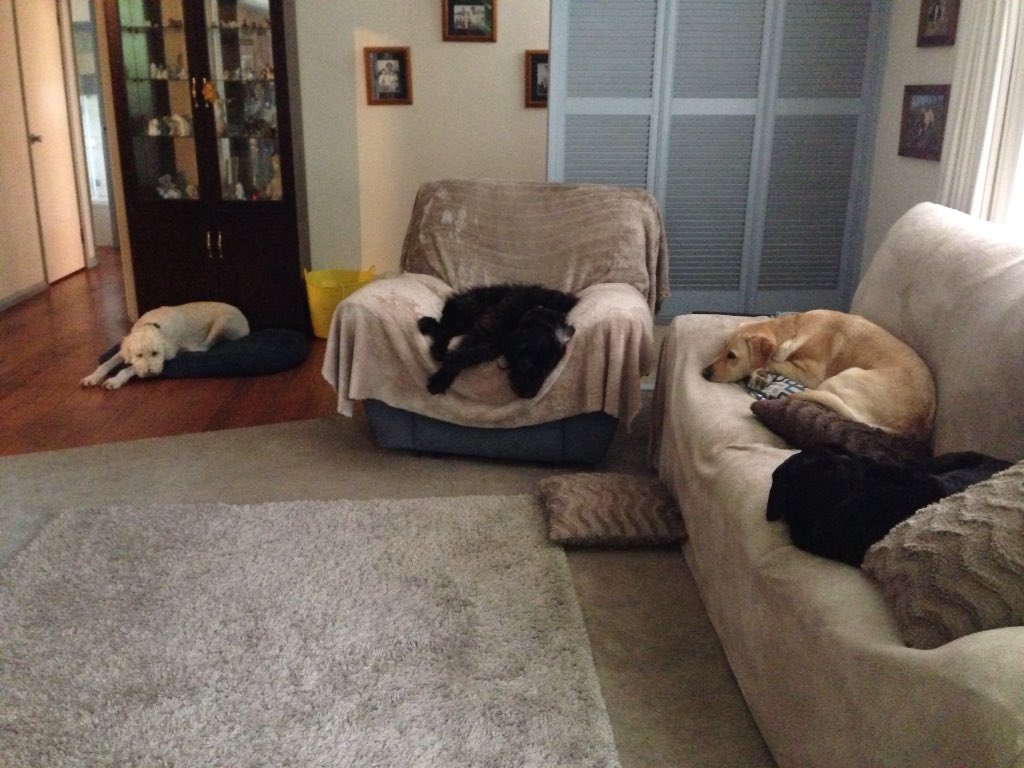 Elloesse's tweet photo. Apparently they should be living on concrete. Oops, bad me. @dogsvic @DanielAndrewsMP @JaalaPulford #amendthebill https://t.co/ZAW1BJUXPP