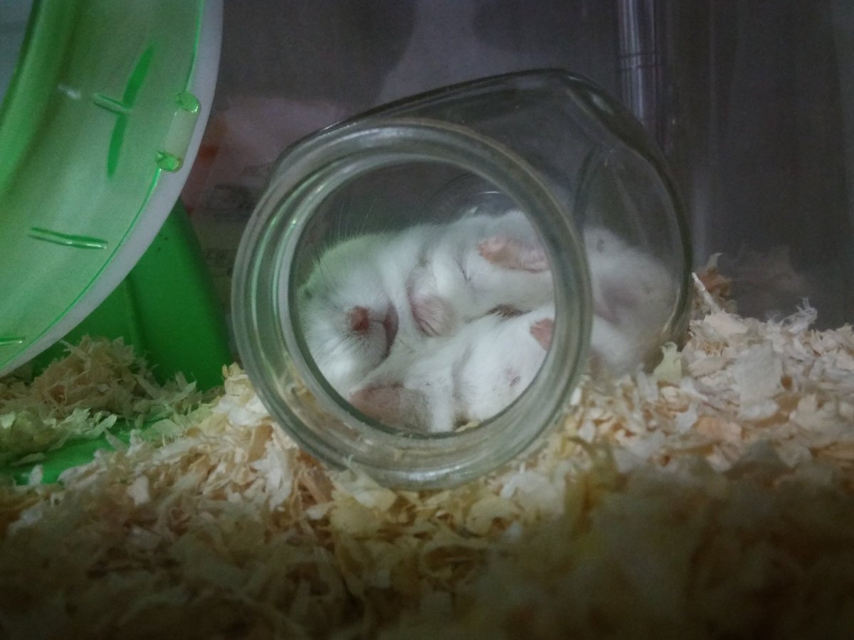 好き好きゴールデンハムスター Part57 無断転載禁止 C 2ch Net