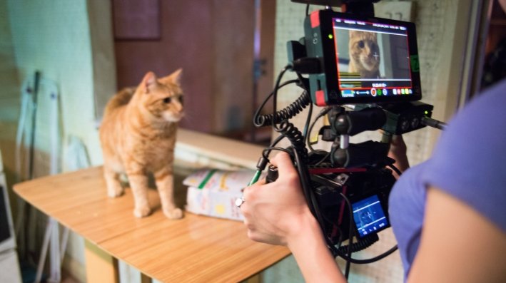 A Street Cat Named Bob filmed on the #SonyA7s. A Thin Place was also filmed using this camera. Combined with the Atomos recorder for 4k .