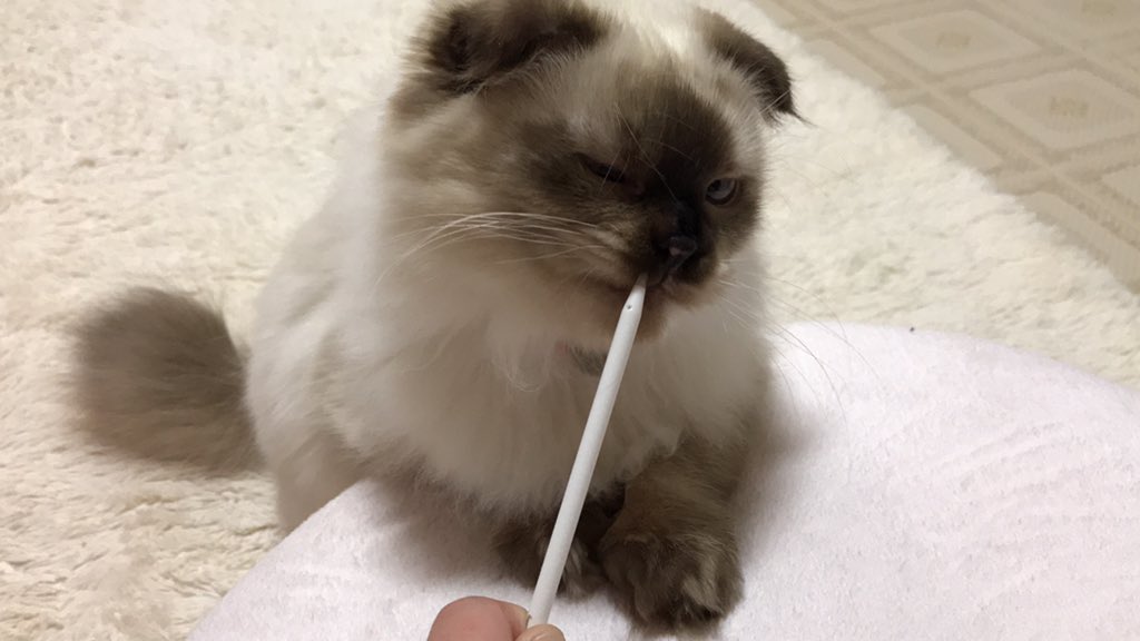 _rinkorabbit's tweet photo. タッチペン噛み噛み

#猫好きさんと繋がりたい 
#もてぃ
#写真好きな人と繋がりたい 
#写真撮っている人と繋がりたい 
#りんこのしゃしん https://t.co/mNDfIFOmFw