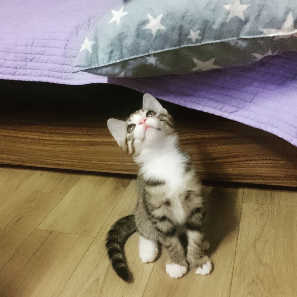 Gmi160808's tweet photo. 금이 16.08.08 코숏
신이 16.09.?? 아메시니안
2묘조 심장폭격단 https://t.co/hlExrHbDt6