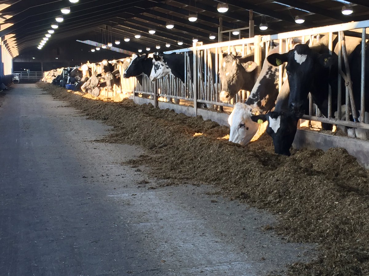 HefinR's tweet image. 36 litres and 23% PR.....must be doing something right! #rumenhealth #fillthemupandliethemdown #l
