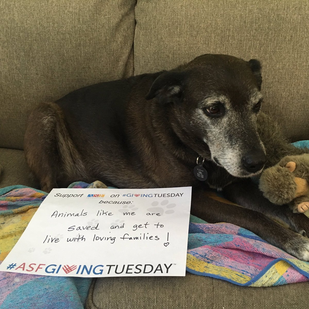 Save lives locally! Donate to ASF on #GivingTuesday @ the Tallahassee Animal Shelter or animalshelterfoundation.org. Your $$ will be doubled!