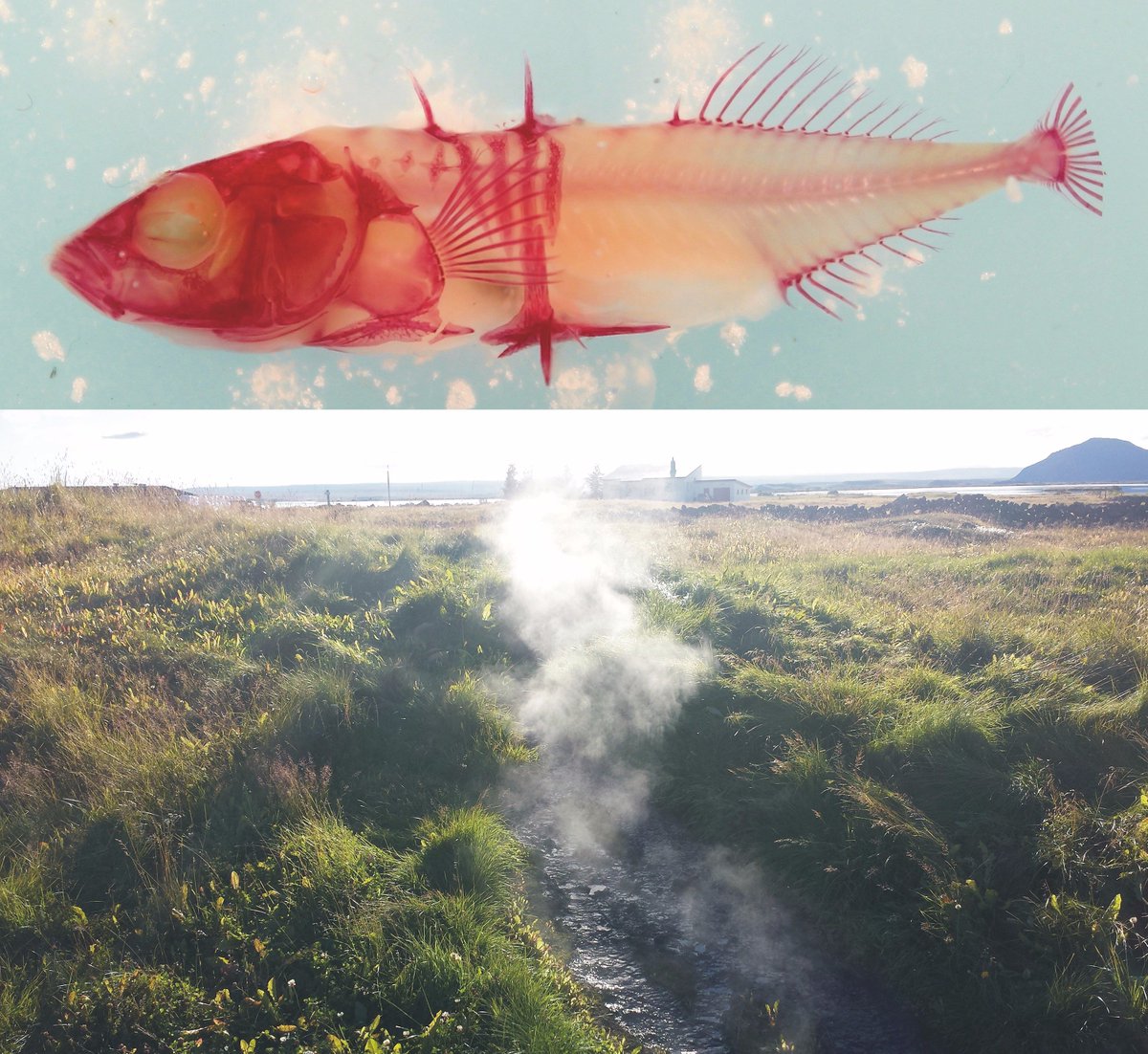 shaunkillen's tweet photo. Please RT! Post-doc vacancy in our group on thermal effects on evo-devo and physiology. More details here! https://t.co/DL6vQDLmwl #fishbiol https://t.co/DfskrbJgwn