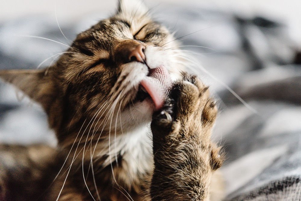 LiveScience's tweet photo. How #Cats' Tongues Get Them So Clean  https://t.co/jW7g9BkEVS https://t.co/kk2mzcZt8p