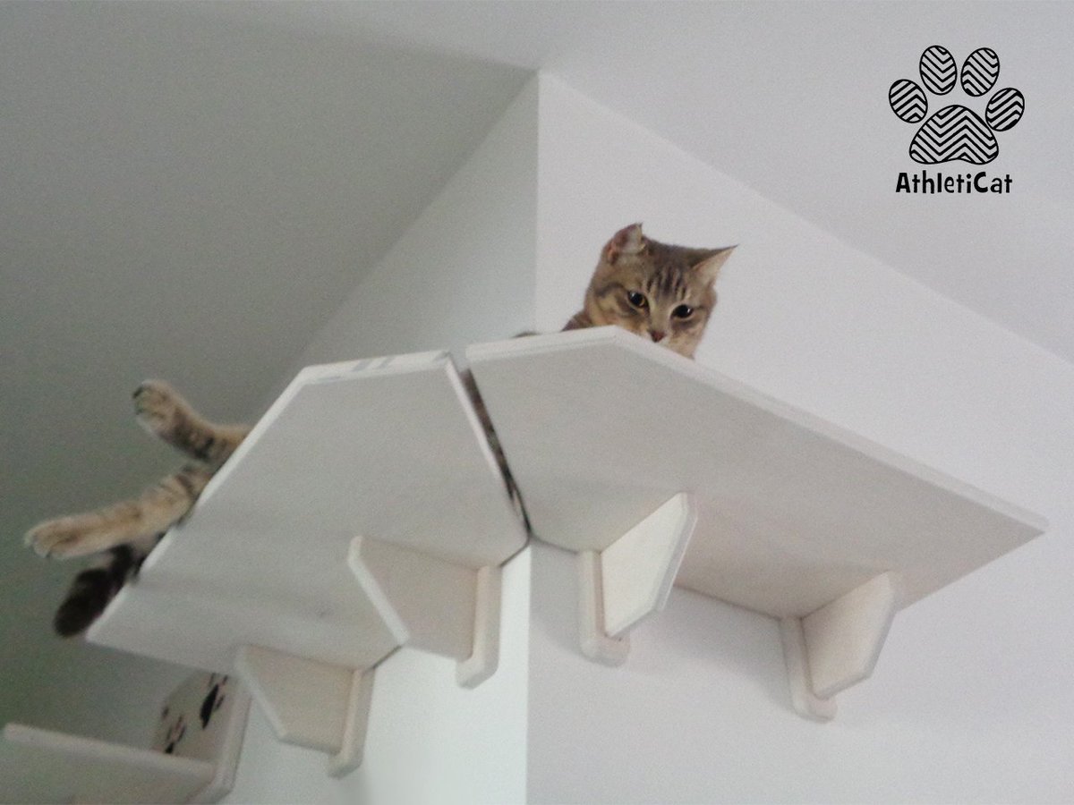 AthletiCatShop's tweet photo. New corner #shelf for #catsoftwitter
Now your cats will pass from one environment to another without any problem. 

https://t.co/cpEsdyMmqE https://t.co/Rt60aBHzCX